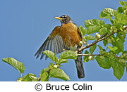 Bruce Collin Nature Photography